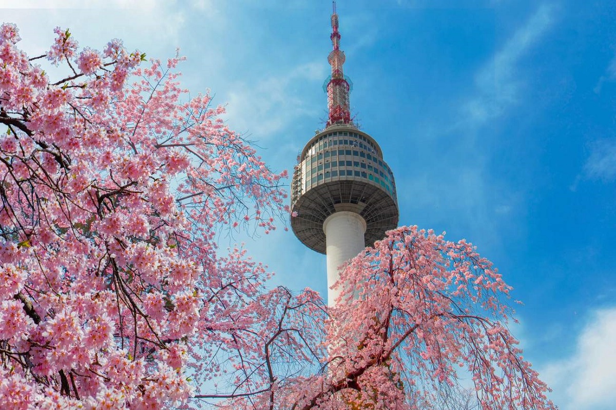 Tour Hàn Quốc 5N4Đ: Ngắm Hoa Anh Đào Mùa Xuân | Seoul - Nami - Everland